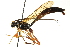  ( - CNCHYM 013119)  @11 [ ] CreativeCommons - Attribution (2012) CNC/CBG Photography Group Centre for Biodiversity Genomics