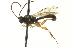 ( - CNCHYM 013152)  @11 [ ] CreativeCommons - Attribution (2012) CNC/CBG Photography Group Centre for Biodiversity Genomics