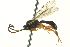  ( - CNCHYM 013156)  @11 [ ] CreativeCommons - Attribution (2012) CNC/CBG Photography Group Centre for Biodiversity Genomics