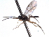  ( - CNCHYM 013409)  @11 [ ] CreativeCommons - Attribution (2012) CNC/CBG Photography Group Centre for Biodiversity Genomics