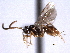  ( - CNCHYM 013411)  @11 [ ] CreativeCommons - Attribution (2012) CNC/CBG Photography Group Centre for Biodiversity Genomics