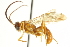  ( - CNCHYM 013467)  @11 [ ] CreativeCommons - Attribution (2012) CNC/CBG Photography Group Centre for Biodiversity Genomics