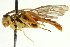  ( - CNCHYM 013468)  @13 [ ] CreativeCommons - Attribution (2012) CNC/CBG Photography Group Centre for Biodiversity Genomics