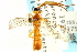  ( - CNCHYM 013504)  @12 [ ] CreativeCommons - Attribution (2012) CNC/CBG Photography Group Centre for Biodiversity Genomics
