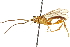  ( - CNCHYM 013506)  @14 [ ] CreativeCommons - Attribution (2012) CNC/CBG Photography Group Centre for Biodiversity Genomics