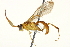  ( - CNCHYM 013507)  @13 [ ] CreativeCommons - Attribution (2012) CNC/CBG Photography Group Centre for Biodiversity Genomics