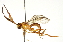  ( - CNCHYM 013508)  @13 [ ] CreativeCommons - Attribution (2012) CNC/CBG Photography Group Centre for Biodiversity Genomics