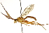  ( - CNCHYM 013509)  @14 [ ] CreativeCommons - Attribution (2012) CNC/CBG Photography Group Centre for Biodiversity Genomics