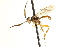  ( - CNCHYM 013513)  @11 [ ] CreativeCommons - Attribution (2012) CNC/CBG Photography Group Centre for Biodiversity Genomics