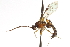  ( - CNCHYM 013578)  @11 [ ] CreativeCommons - Attribution (2012) CNC/CBG Photography Group Centre for Biodiversity Genomics
