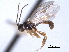  ( - CNCHYM 013581)  @11 [ ] CreativeCommons - Attribution (2012) CNC/CBG Photography Group Centre for Biodiversity Genomics