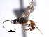  ( - CNCHYM 013583)  @11 [ ] CreativeCommons - Attribution (2012) CNC/CBG Photography Group Centre for Biodiversity Genomics
