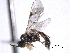  (Orthopelma californicum - CNCHYM 013584)  @13 [ ] CreativeCommons - Attribution (2012) CNC/CBG Photography Group Centre for Biodiversity Genomics
