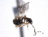  ( - CNCHYM 013585)  @13 [ ] CreativeCommons - Attribution (2012) CNC/CBG Photography Group Centre for Biodiversity Genomics