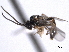  ( - CNCHYM 013586)  @13 [ ] CreativeCommons - Attribution (2012) CNC/CBG Photography Group Centre for Biodiversity Genomics