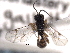  ( - CNCHYM 013587)  @13 [ ] CreativeCommons - Attribution (2012) CNC/CBG Photography Group Centre for Biodiversity Genomics