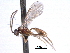  ( - CNCHYM 013588)  @11 [ ] CreativeCommons - Attribution (2012) CNC/CBG Photography Group Centre for Biodiversity Genomics