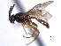 (Orthopelma occidentale - CNCHYM 013600)  @11 [ ] CreativeCommons - Attribution (2012) CNC/CBG Photography Group Centre for Biodiversity Genomics
