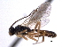  ( - CNCHYM 013608)  @11 [ ] CreativeCommons - Attribution (2012) CNC/CBG Photography Group Centre for Biodiversity Genomics