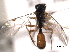  ( - CNCHYM 013609)  @11 [ ] CreativeCommons - Attribution (2012) CNC/CBG Photography Group Centre for Biodiversity Genomics