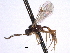  ( - CNCHYM 013610)  @11 [ ] CreativeCommons - Attribution (2012) CNC/CBG Photography Group Centre for Biodiversity Genomics