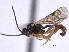 ( - CNCHYM 013611)  @11 [ ] CreativeCommons - Attribution (2012) CNC/CBG Photography Group Centre for Biodiversity Genomics
