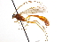  ( - CNCHYM 013629)  @11 [ ] CreativeCommons - Attribution (2012) CNC/CBG Photography Group Centre for Biodiversity Genomics