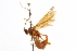  ( - CNCHYM 013635)  @11 [ ] CreativeCommons - Attribution (2012) CNC/CBG Photography Group Centre for Biodiversity Genomics