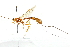  ( - CNCHYM 013656)  @11 [ ] CreativeCommons - Attribution (2012) CNC/CBG Photography Group Centre for Biodiversity Genomics