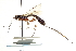  (Rhyssinae - CNCHYM 013684)  @15 [ ] CreativeCommons - Attribution (2012) CNC/CBG Photography Group Centre for Biodiversity Genomics