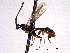 ( - CNCHYM 013726)  @11 [ ] CreativeCommons - Attribution (2012) CNC/CBG Photography Group Centre for Biodiversity Genomics