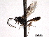  ( - CNCHYM 013730)  @11 [ ] CreativeCommons - Attribution (2012) CNC/CBG Photography Group Centre for Biodiversity Genomics