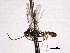  ( - CNCHYM 013731)  @11 [ ] CreativeCommons - Attribution (2012) CNC/CBG Photography Group Centre for Biodiversity Genomics