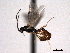  ( - CNCHYM 013734)  @11 [ ] CreativeCommons - Attribution (2012) CNC/CBG Photography Group Centre for Biodiversity Genomics