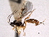  (Barycnemis lonicauda - CNCHYM 013753)  @11 [ ] CreativeCommons - Attribution (2012) CNC/CBG Photography Group Centre for Biodiversity Genomics