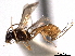  (Diaparsis americana - CNCHYM 013765)  @11 [ ] CreativeCommons - Attribution (2012) CNC/CBG Photography Group Centre for Biodiversity Genomics