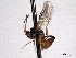  ( - CNCHYM 013774)  @11 [ ] CreativeCommons - Attribution (2012) CNC/CBG Photography Group Centre for Biodiversity Genomics