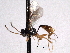 ( - CNCHYM 013776)  @11 [ ] CreativeCommons - Attribution (2012) CNC/CBG Photography Group Centre for Biodiversity Genomics