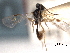  ( - CNCHYM 013777)  @11 [ ] CreativeCommons - Attribution (2012) CNC/CBG Photography Group Centre for Biodiversity Genomics