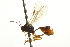  ( - CNCHYM 013786)  @11 [ ] CreativeCommons - Attribution (2012) CNC/CBG Photography Group Centre for Biodiversity Genomics