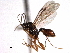  ( - CNCHYM 013802)  @11 [ ] CreativeCommons - Attribution (2012) CNC/CBG Photography Group Centre for Biodiversity Genomics