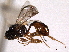  ( - CNCHYM 013804)  @11 [ ] CreativeCommons - Attribution (2012) CNC/CBG Photography Group Centre for Biodiversity Genomics
