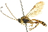  ( - CNCHYM 014505)  @11 [ ] CreativeCommons - Attribution (2012) CNC/CBG Photography Group Centre for Biodiversity Genomics