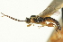  ( - CNCHYM 014601)  @11 [ ] CreativeCommons - Attribution (2012) CNC/CBG Photography Group Centre for Biodiversity Genomics