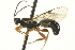  (Triclistus chosis - CNCHYM 014683)  @14 [ ] CreativeCommons - Attribution (2012) CNC/CBG Photography Group Centre for Biodiversity Genomics