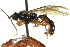  ( - CNCHYM 014689)  @11 [ ] CreativeCommons - Attribution (2012) CNC/CBG Photography Group Centre for Biodiversity Genomics