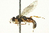  ( - CNCHYM 014691)  @11 [ ] CreativeCommons - Attribution (2012) CNC/CBG Photography Group Centre for Biodiversity Genomics
