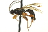  ( - CNCHYM 014692)  @11 [ ] CreativeCommons - Attribution (2012) CNC/CBG Photography Group Centre for Biodiversity Genomics