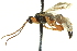  ( - CNCHYM 014698)  @11 [ ] CreativeCommons - Attribution (2012) CNC/CBG Photography Group Centre for Biodiversity Genomics