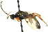  (Triclistus occidentis - CNCHYM 014710)  @11 [ ] CreativeCommons - Attribution (2012) CNC/CBG Photography Group Centre for Biodiversity Genomics